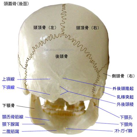 頭的骨頭|頭骨:介紹,組成,軟顱的發生,脊索期,腦底形成期,軟顱的骨化,咽顱的。